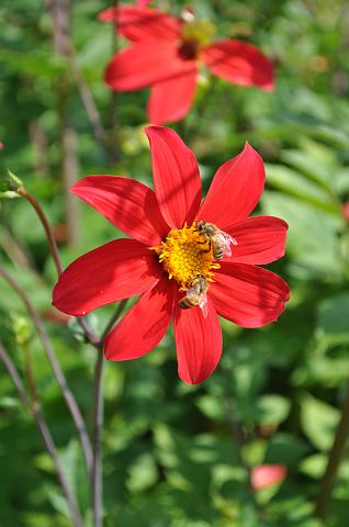Muenchen 2011 472.jpg - München Schloß NymphenburgMünchen Botanischer Garten